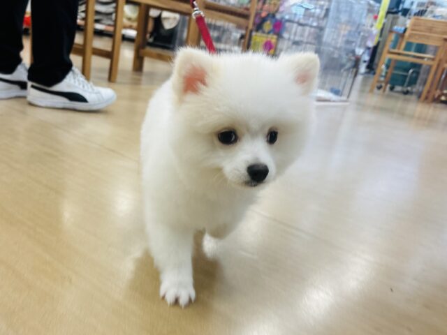 ポメラニアン