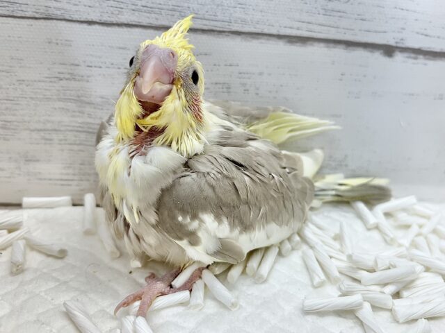 オカメインコ