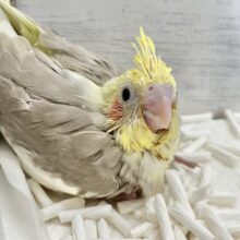 ふんわり優しいお色です🩶✨ オカメインコ（シナモンパイド）