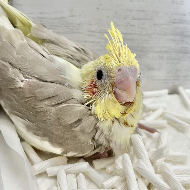 ふんわり優しいお色です🩶✨ オカメインコ（シナモンパイド）