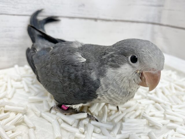 オキナインコ