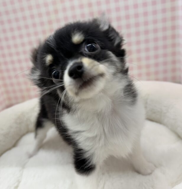 チワワ