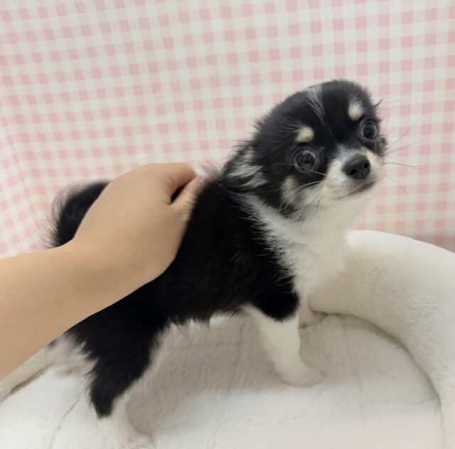 チワワ