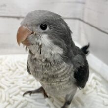 激シブ❗️超クールなカラー🆒💫 オキナインコ（コバルト）