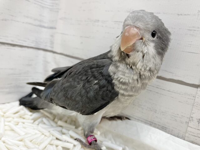 オキナインコ