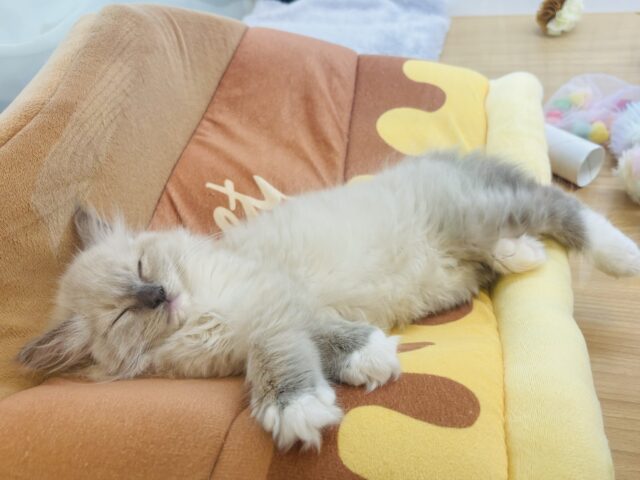 みんながボクのこと可愛いって褒めてくれるっ♬.*゚ラグドールくん! ラグドール