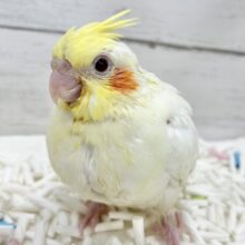 定番人気カラーの子が来てくれました✨　オカメインコ（ルチノー）