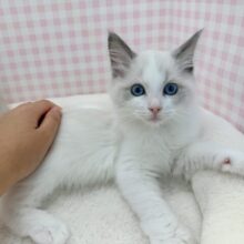 最新📷美猫降臨！ラグドールの女の子！