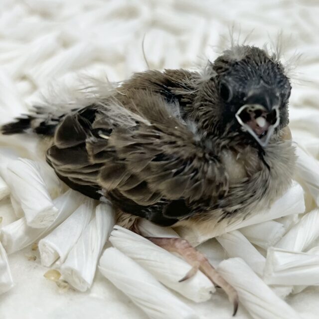 ぱやぱやベイビー🐣💓　キンカチョウ（ノーマル）