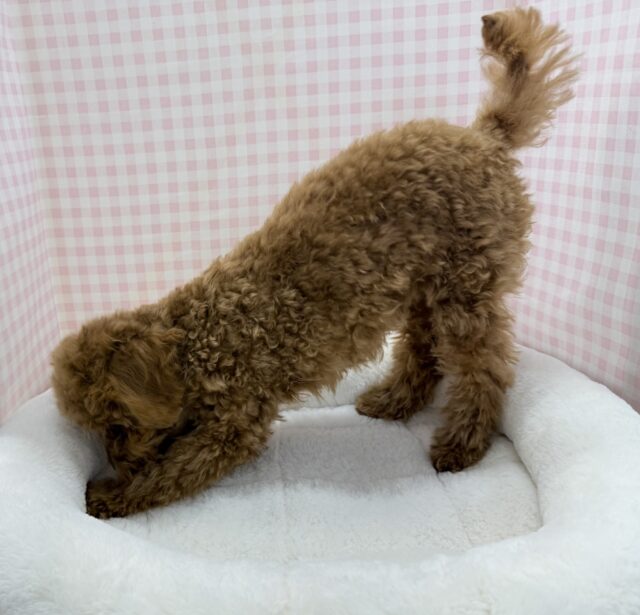 最新!もこふわ!トイプードルちゃん登場! トイプードル