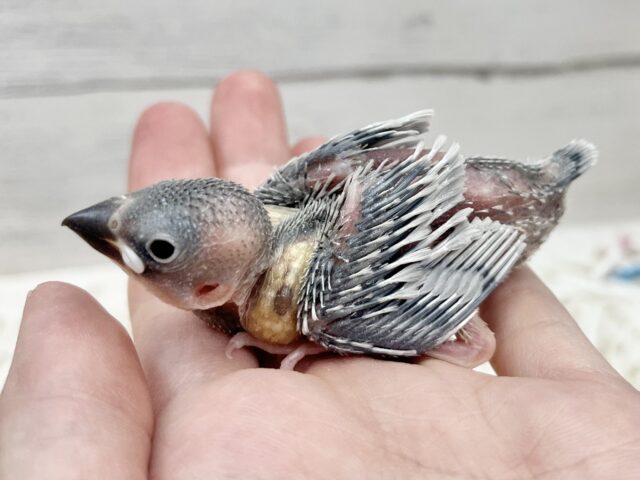 シルバー文鳥