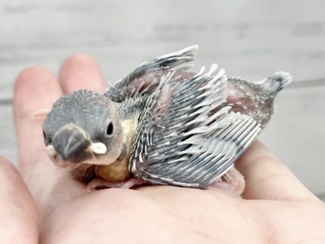 シルバー文鳥