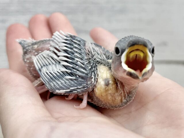 シルバー文鳥