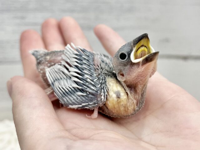 シルバー文鳥
