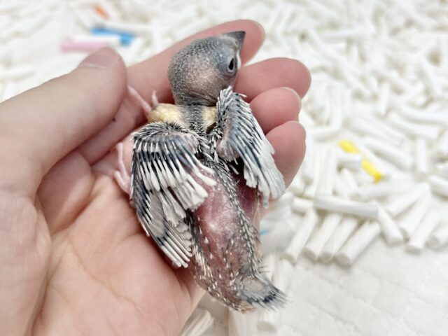 シルバー文鳥