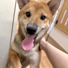 超元気！エネルギッシュ柴くん✨🌟✨