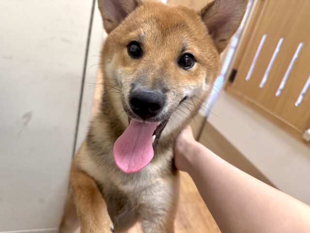 超元気！エネルギッシュ柴くん✨🌟✨