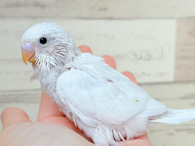 高貴な高嶺の花のよう🌷○°セキセイインコ(ダブルファクター) ヒナ