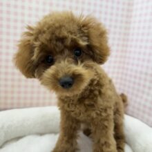 最新！もこふわ！トイプードルちゃん登場！