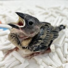 ブンブンブンチョー参上🎵　桜文鳥