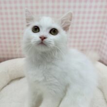 最新📷甘々❤️スコティッシュフォールドちゃん！