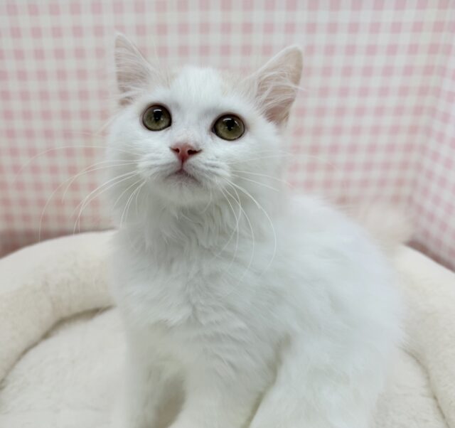 最新📷甘々❤️スコティッシュフォールドちゃん！
