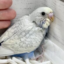 美しカラー✨✨　セキセイインコ（パステルレインボースパングル）