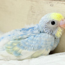 溢れ出るバブみ🐣🫧セキセイインコ(パステルレインボースパングル) ヒナ
