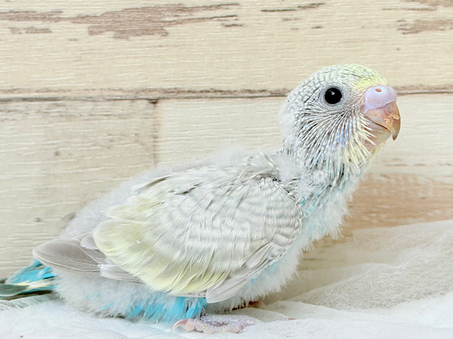 個性的で魅力的🧚‍♀️🫧セキセイインコ(パステルレインボースパングル) ヒナ
