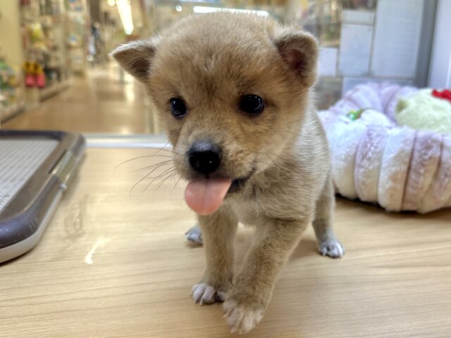 きゅるきゅる⭐️ミックス犬(ポメラニアン✖️柴犬)男の子 ポメ柴