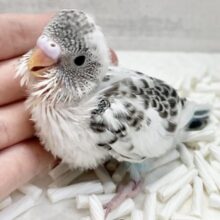 キュートなワタワタおパンツ履いて🩵　セキセイインコ（白ハルクイン）