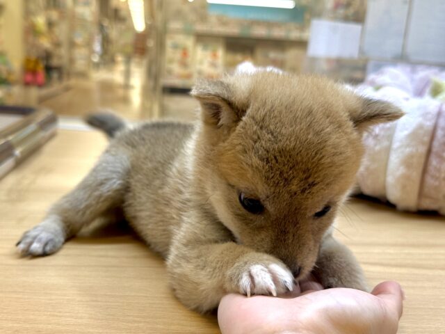きゅるきゅる⭐️ミックス犬(ポメラニアン✖️柴犬)男の子 ポメ柴