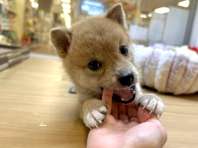 きゅるきゅる⭐️ミックス犬(ポメラニアン✖️柴犬)男の子 ポメ柴