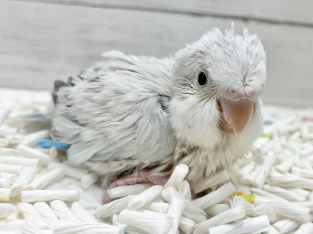 オキナインコ