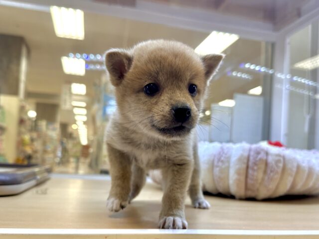 きゅるきゅる⭐️ミックス犬(ポメラニアン✖️柴犬)男の子 ポメ柴