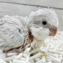 癒されキレイなアイスブルー☃️  オキナインコ（ブルーパリドオパーリン）