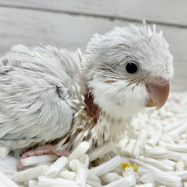 癒されキレイなアイスブルー☃️ オキナインコ（ブルーパリドオパーリン）