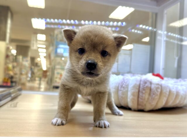 きゅるきゅる⭐️ミックス犬(ポメラニアン✖️柴犬)男の子 ポメ柴