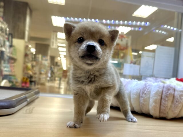 きゅるきゅる⭐️ミックス犬(ポメラニアン✖️柴犬)男の子 ポメ柴