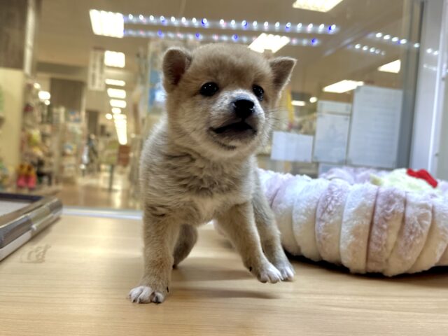 きゅるきゅる⭐️ミックス犬(ポメラニアン✖️柴犬)男の子 ポメ柴