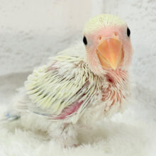 ふんわりやわらか🫧淡カラー🐣コザクラインコ(シナモン) ヒナ