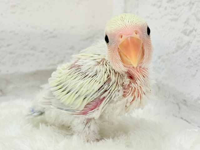 ふんわりやわらか🫧淡カラー🐣コザクラインコ(シナモン) ヒナ
