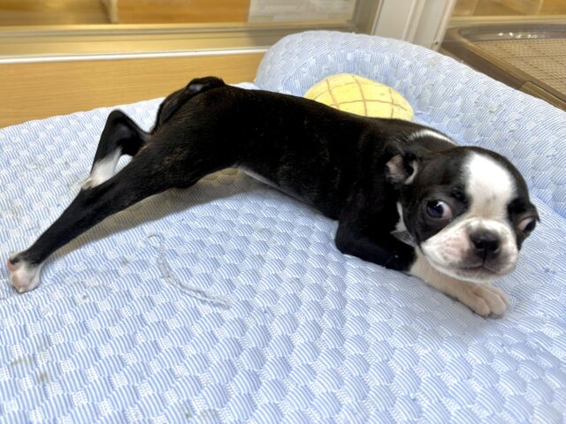 ムキムキ💪🏻♡ボストンテリア女の子 ボストンテリア