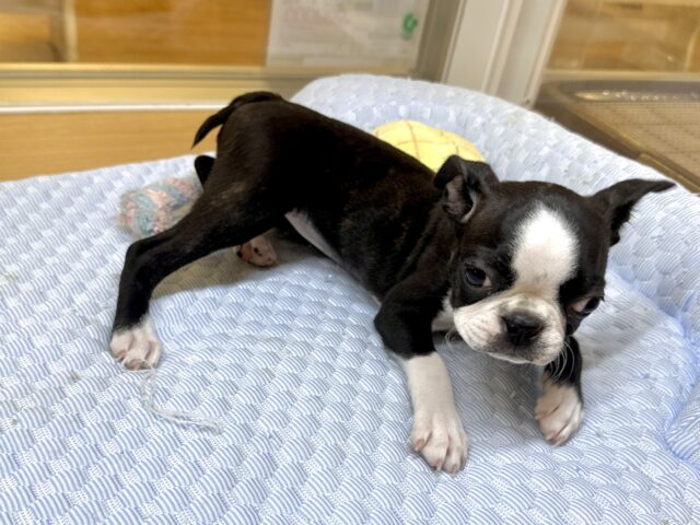 ムキムキ💪🏻♡ボストンテリア女の子 ボストンテリア