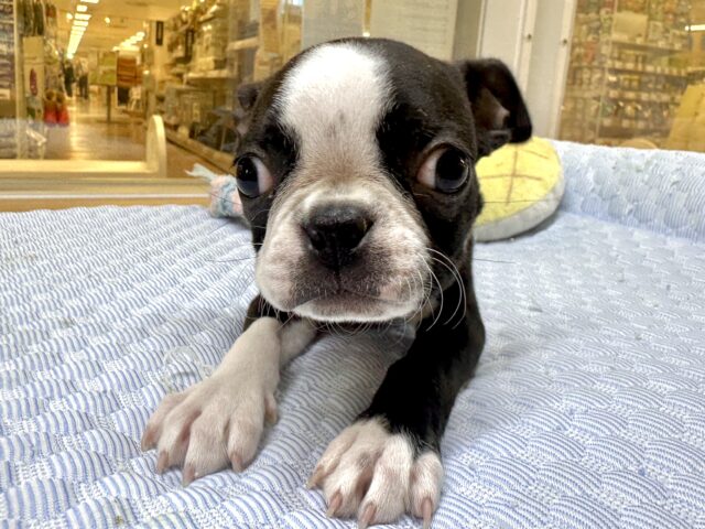 ムキムキ💪🏻♡ボストンテリア女の子 ボストンテリア