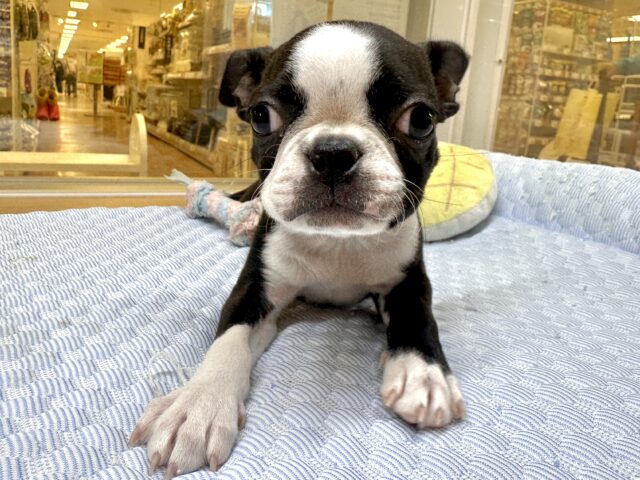 ムキムキ💪🏻♡ボストンテリア女の子 ボストンテリア