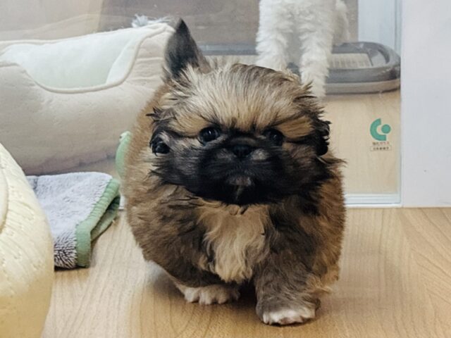 超ホヤホヤ最新画像✨ボクとお茶しない〜？ペキニーズくん！