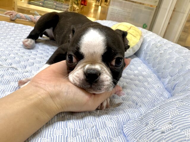 ムキムキ💪🏻♡ボストンテリア女の子 ボストンテリア