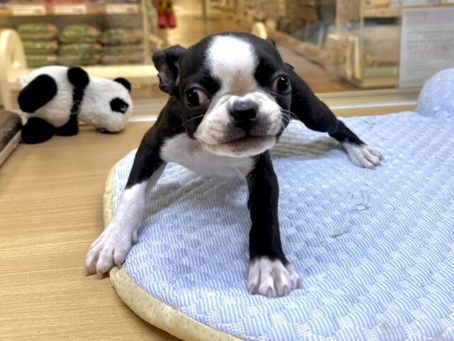 ムキムキ💪🏻♡ボストンテリア女の子 ボストンテリア