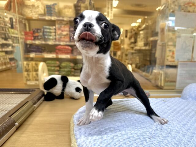 ムキムキ💪🏻♡ボストンテリア女の子 ボストンテリア